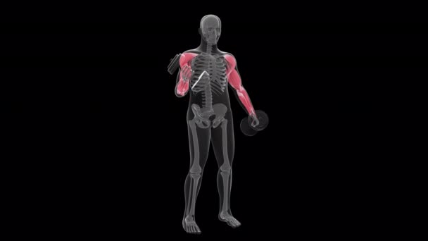 Diese Animation Zeigt Einen Röntgenmann Der Eine Abwechselnde Hantelrolle Stehen — Stockvideo
