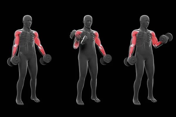 この3Dイラストは X線男を示しています立って代替ダンベル二頭カール上の黒の背景 — ストック写真