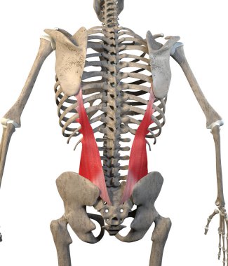 Bu 3D çizim beyaz arkaplandaki iskeletteki iliostalis lumborum kaslarını gösteriyor.