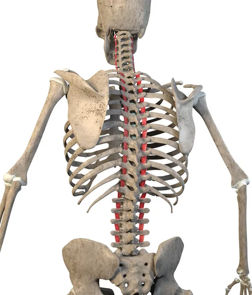 这个3D图显示了白背骨骼上的横纹肌 — 图库照片