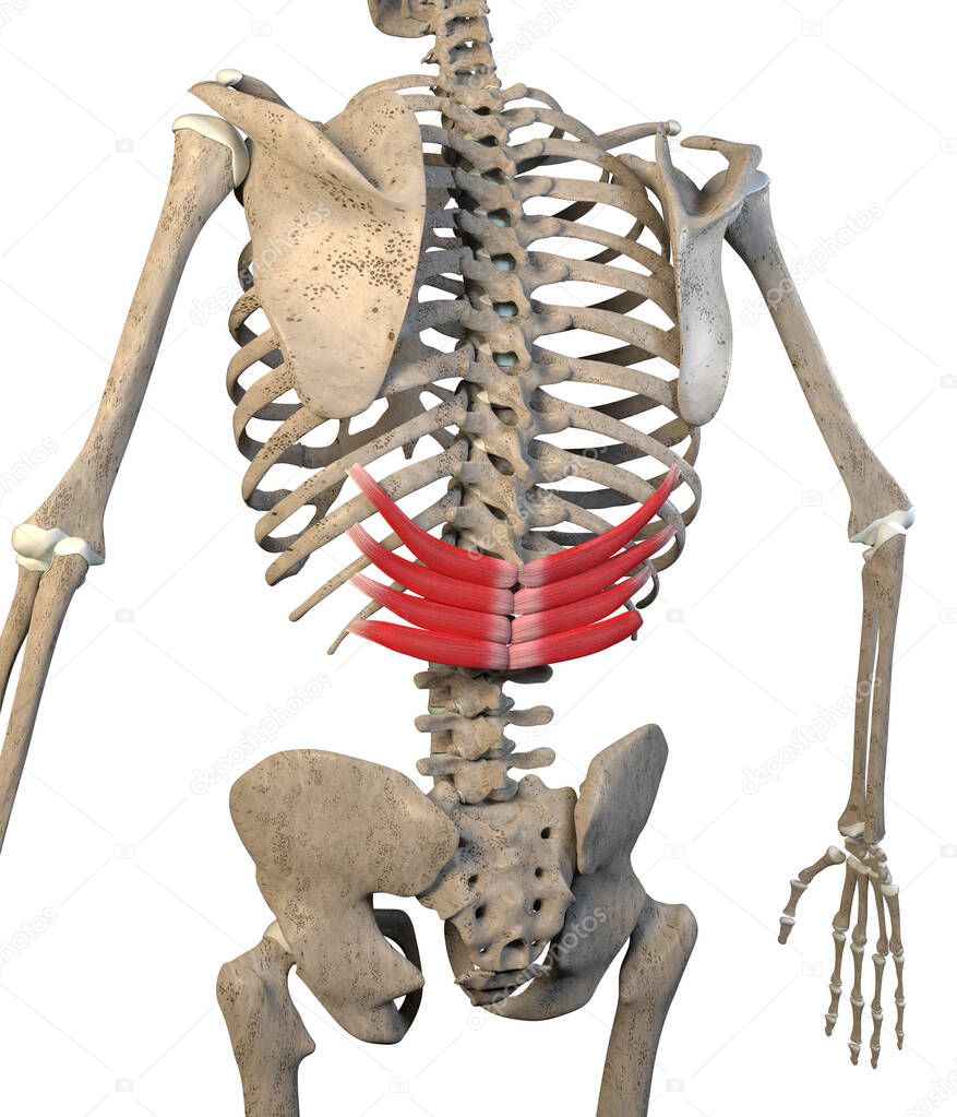 This 3d illustration shows the serratus posterior inferior muscles on skeleton on a white background