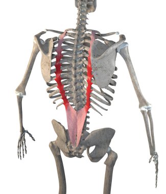 Bu 3D çizim beyaz bir arka planda iskeletteki longissimus torasis kaslarını gösteriyor.