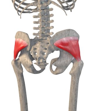 Bu 3D çizim beyaz arkaplandaki iskelet üzerindeki gluteus minimus kaslarını gösterir.