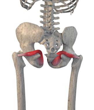Bu 3D çizim, beyaz arkaplandaki iskelet üzerindeki obturator internus kaslarını gösteriyor.