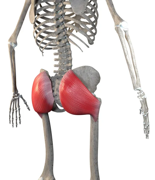 Deze Illustratie Toont Gluteus Maximus Spieren Skelet Een Witte Achtergrond — Stockfoto