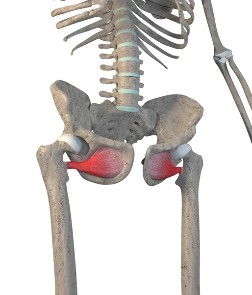 Denna Illustration Visar Obturatorn Externus Muskler Skelett Vit Bakgrunds — Stockfoto