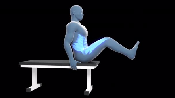 この3Dアニメーションは 関係する筋肉が青で強調されているフラットベンチワークアウトでクランチを実行Xray男を示しています — ストック動画