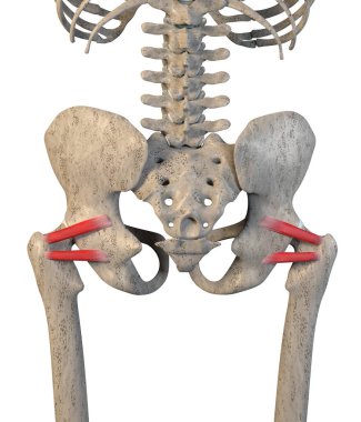 Bu 3 boyutlu çizim, beyaz arka planda bulunan iskeletteki üst ve alt kasları gösteriyor.