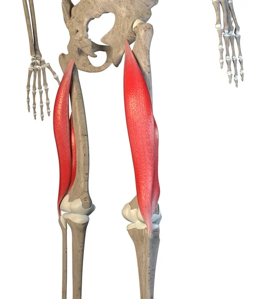 这个3D图为白色背景的股骨上的二头肌 — 图库照片