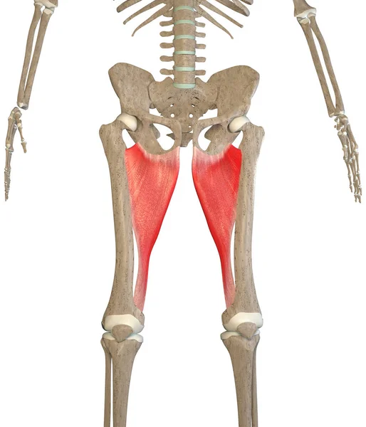 Questa Illustrazione Mostra Muscoli Adductor Magnus Scheletro Sfondo Bianco — Foto Stock