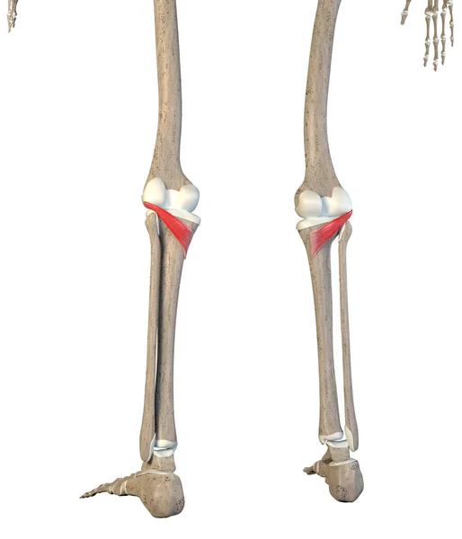 Illustration Shows Popliteus Muscles Skeleton White Background — Stockfoto