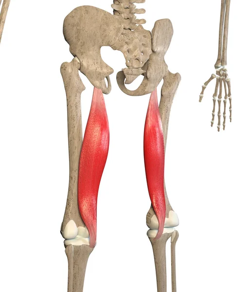 Deze Illustratie Toont Semimembranosus Spieren Skelet Een Witte Achtergrond — Stockfoto