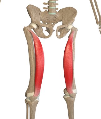 This 3d illustration shows the vastus medialis muscles on skeleton on a white background