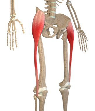 This 3d illustration shows the tensor fasciae latae muscles on skeleton on a white background