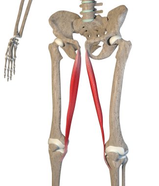 This 3d illustration shows the gracilis muscles on skeleton on a white background