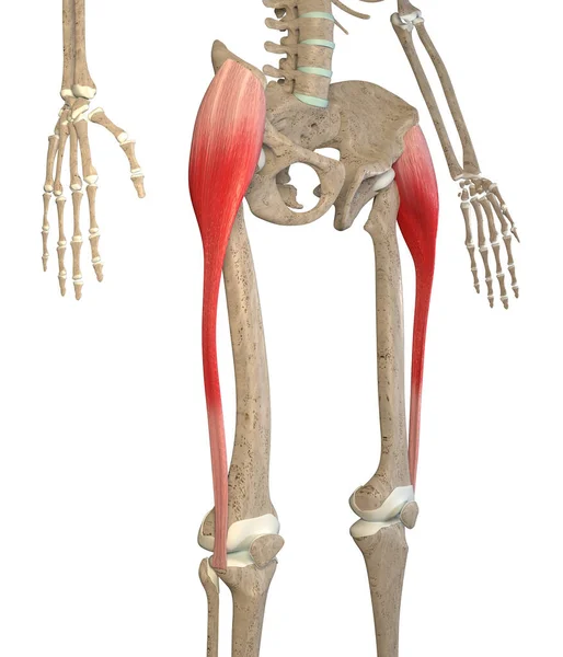 Illustration Shows Tensor Fasciae Latae Muscles Skeleton White Background — Stok fotoğraf