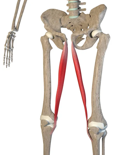 Esta Ilustración Muestra Los Músculos Gracilis Esqueleto Sobre Fondo Blanco — Foto de Stock