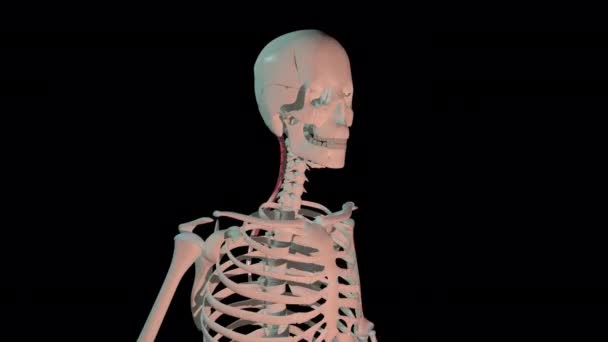 Animation Shows Semispinalis Capitis Muscles Full Rotation Loop Human Skeleton — Stockvideo