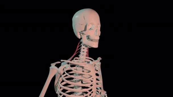 Animation Shows Levator Scapulae Muscles Full Rotation Loop Human Skeleton — 图库视频影像