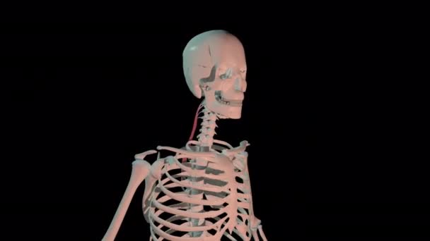 Animation Shows Splenius Cervicis Muscles Full Rotation Loop Human Skeleton — Stockvideo