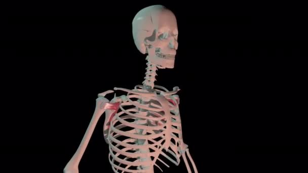 Тривимірна Анімація Показує Язи Підскакули Повному Циклі Обертання Людському Скелеті — стокове відео