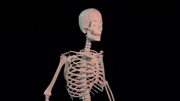 Esta Animación Muestra Los Músculos Supraspinatus Bucle Rotación Completa Esqueleto — Vídeo de stock