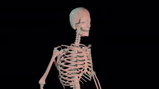 Animation Shows Teres Major Muscles Full Rotation Loop Human Skeleton — Stock Video