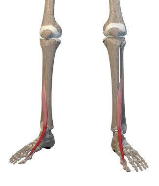 This 3d illustration shows the extensor hallucis longus  muscles on skeleton on a white background