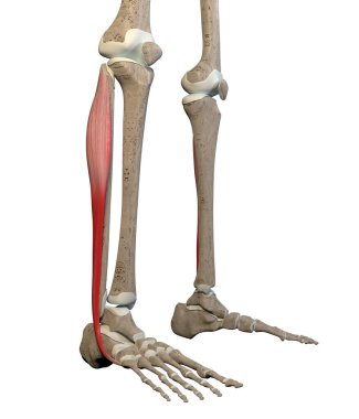 This 3d illustration shows the fibularis longus muscles on skeleton on a white background