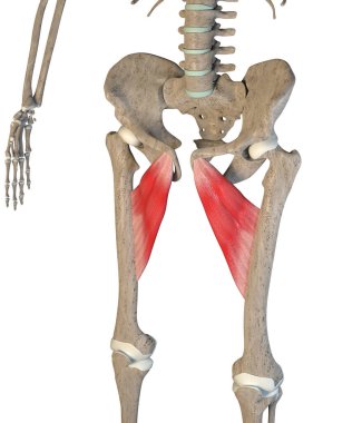 This 3d illustration shows the adductor brevis and longus muscles on skeleton on a white background