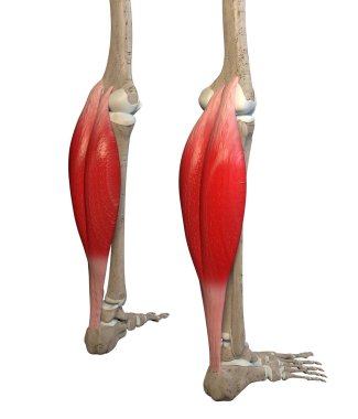 This 3d illustration shows the gastrocnemius muscles on skeleton on a white background