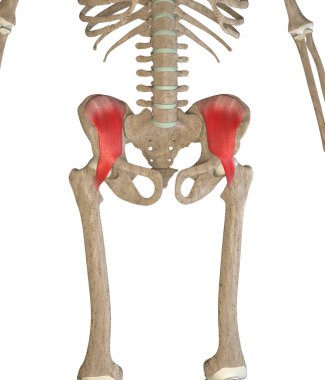 This 3d illustration shows the Iliacus  muscles on skeleton on a white background