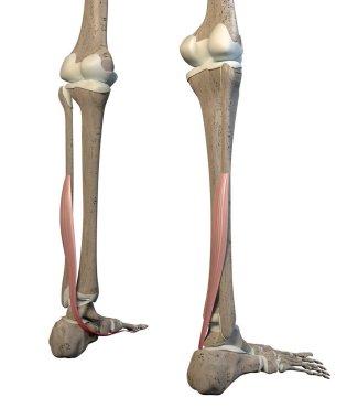 This 3d illustration shows the flextor hallucis longus  muscles on skeleton on a white background