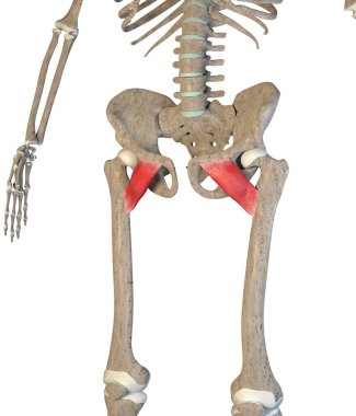 Bu 3D çizim beyaz arkaplandaki iskelet üzerindeki pektineus kaslarını gösteriyor.