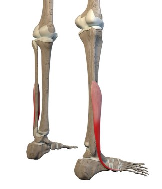 This 3d illustration shows the fibularis brevis  muscles on skeleton on a white background