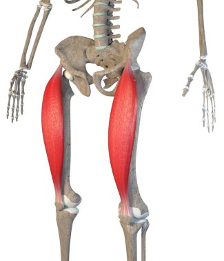 This 3d illustration shows the rectus femoris  muscles on skeleton on a white background