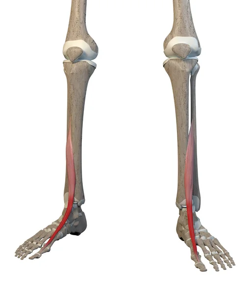 这个3D图显示了白色背景上骨骼上的伸展肌 — 图库照片