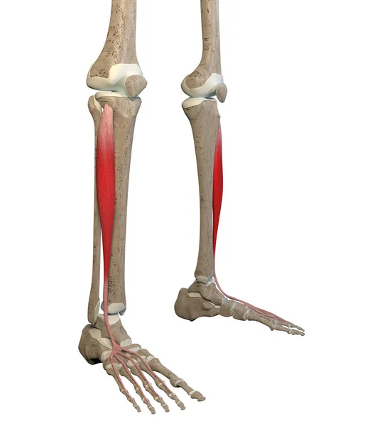 Esta Ilustración Muestra Los Músculos Del Extensor Digitorum Esqueleto Sobre — Foto de Stock