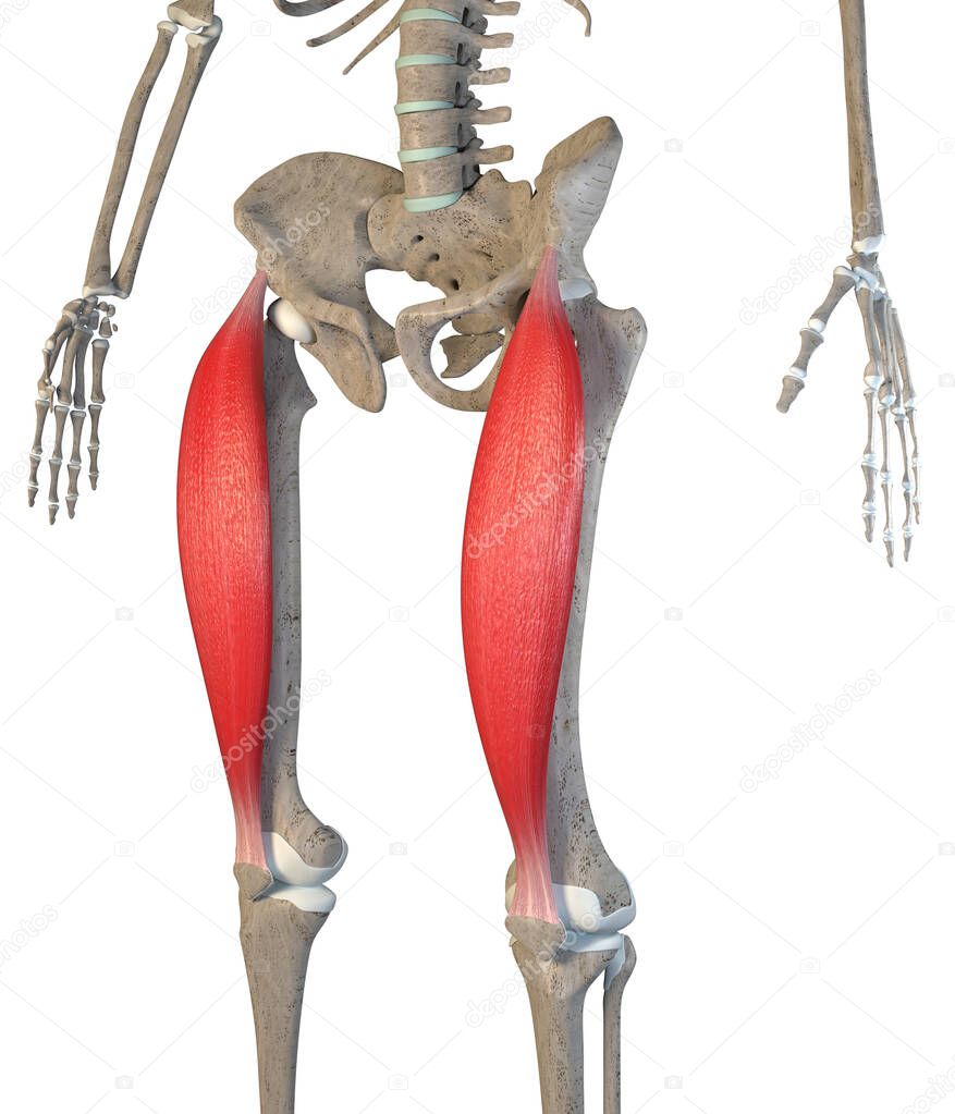 This 3d illustration shows the rectus femoris  muscles on skeleton on a white background