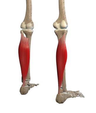 This 3d illustration shows the soleus  muscles on skeleton on a white background