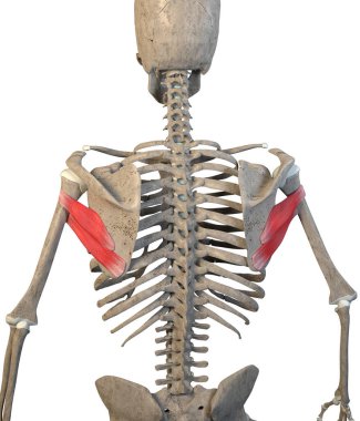 This 3d illustration shows the teres minor and major  muscles on skeleton on a white background