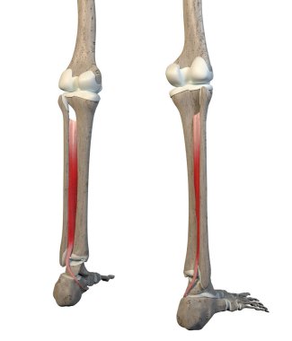 This 3d illustration shows the tibialis posterior  muscles on skeleton on a white background