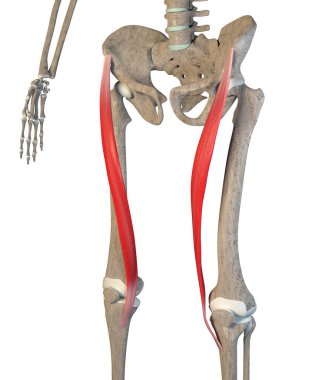 This 3d illustration shows the sartorius  muscles on skeleton on a white background