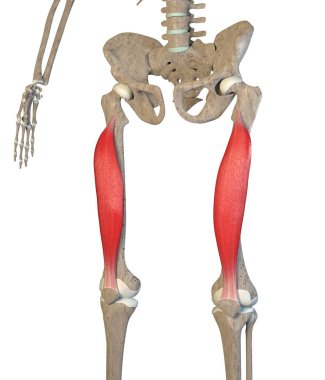 This 3d illustration shows the vastus intermedialis  muscles on skeleton on a white background