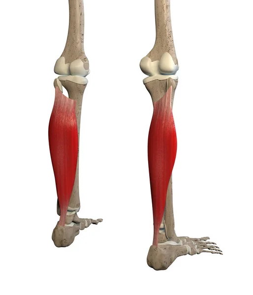 Denna Illustration Visar Soleus Muskler Skelett Vit Bakgrund — Stockfoto