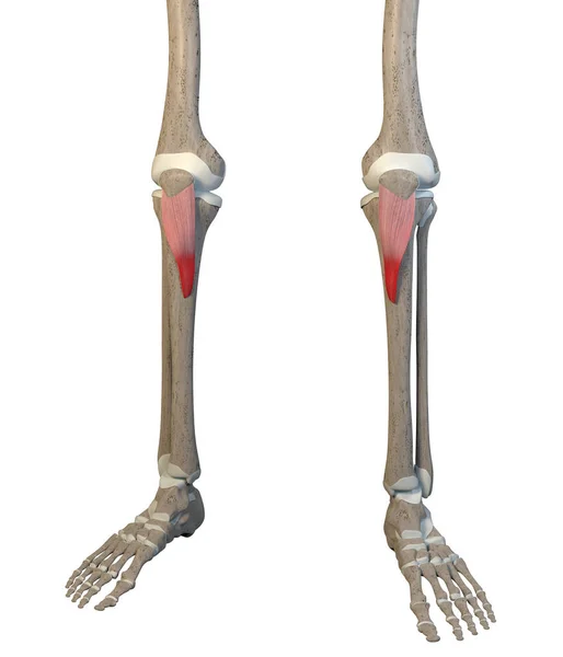 Illustration Shows Patella Ligament Skeleton White Background — Stock Photo, Image