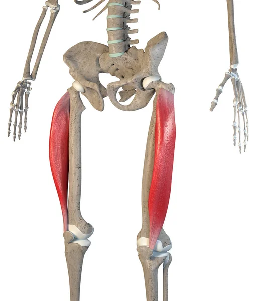 Illustration Shows Vastus Lateralis Muscles Skeleton White Background —  Fotos de Stock