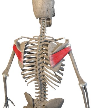 Bu 3d resimleme beyaz arkaplandaki infraspinatus kaslarını gösterir