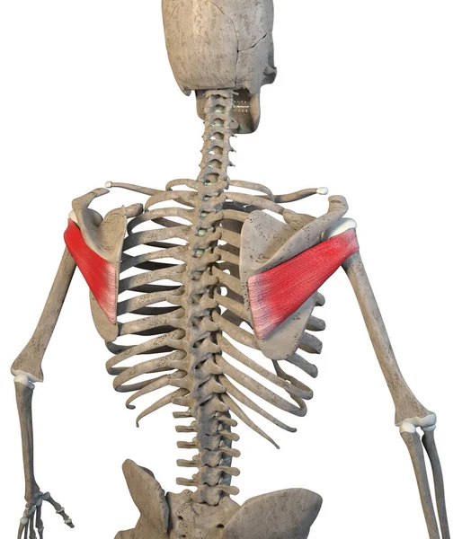 这个3D图例显示了白色背景下的梭下肌肉 — 图库照片