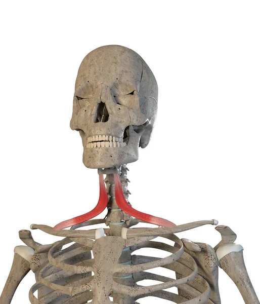 この3Dイラストは 白い背景にオモヒドの筋肉を示しています — ストック写真